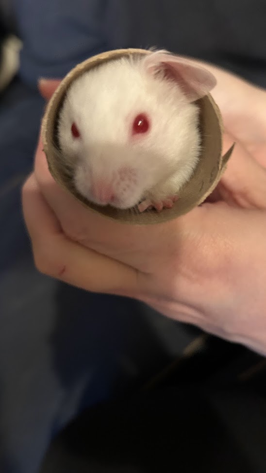 Queso in his tunnel