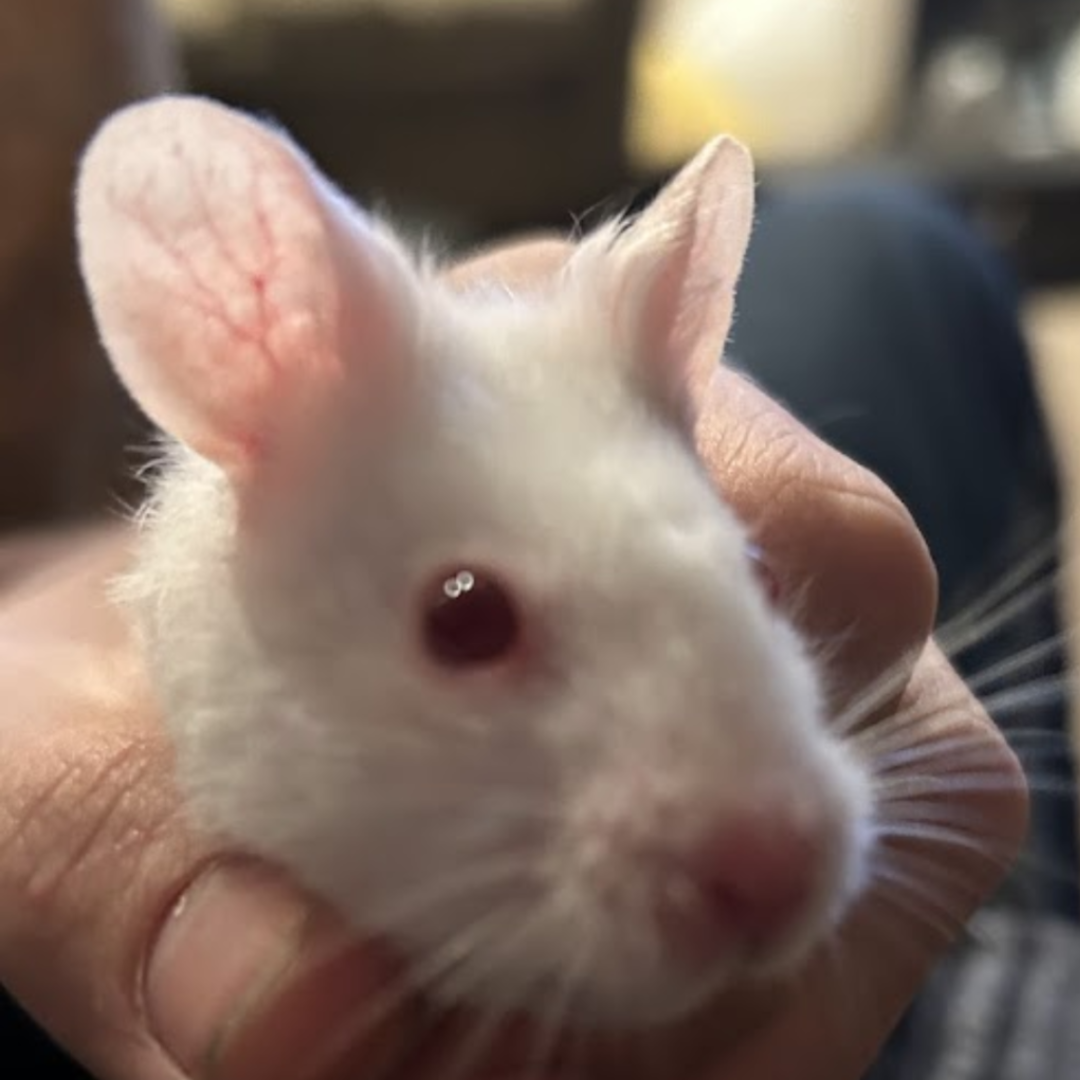 Queso Profile Picture